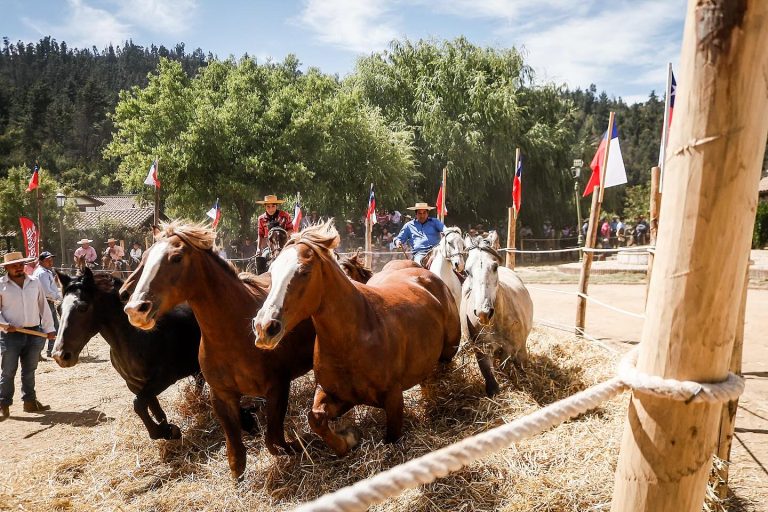 ¡La Tradicional Trilla a Yegua Suelta Vichuquén 2025 se está desarrollando en el Parque Colonial!
